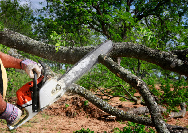 Ammon, ID Tree Services Company